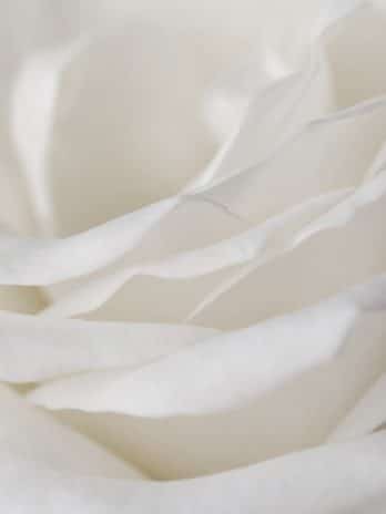 Fotobehang – 002.13 Witte roos
