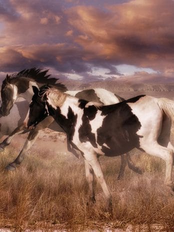 Fotobehang – 005.23 Wilde paarden