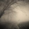 Fotobehang - 005.27 Misty forest met hert - Afbeelding 2