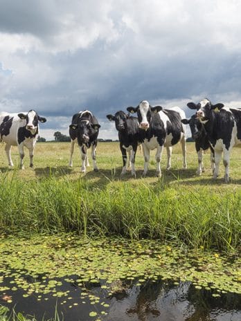 Fotobehang – 005.28 Hollandse koeien