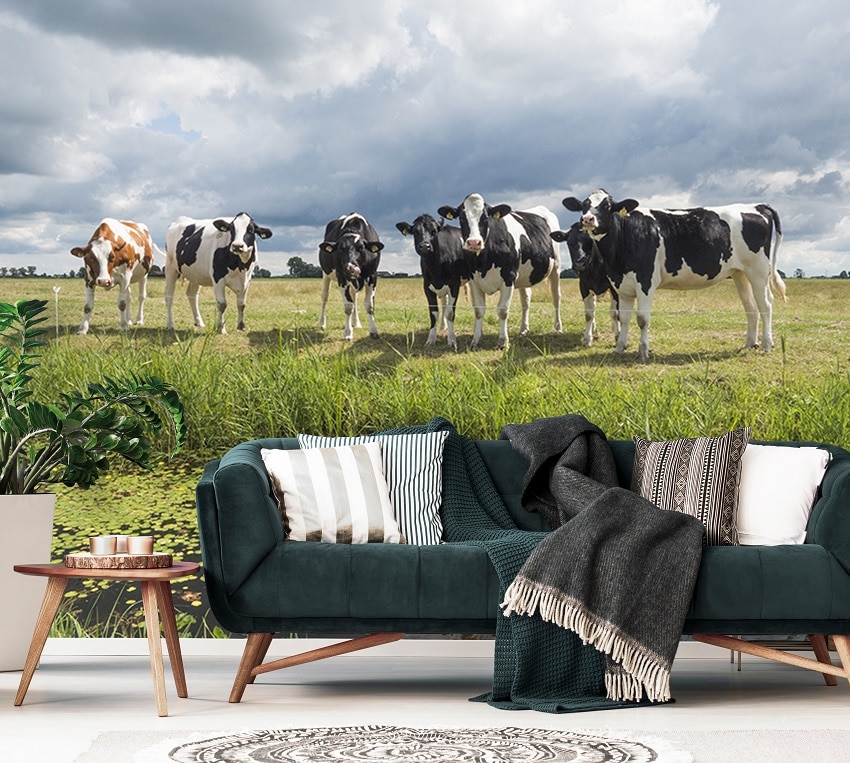 Peregrination smokkel graan Fotobehang - 005.28 Hollandse koeien - Fotobehang van Fotomuur