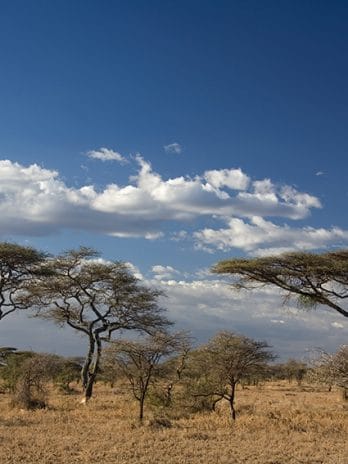 Fotobehang – 009.07 Serengeti
