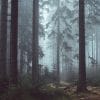 Fotobehang - 009.63 Mystery Forest - Afbeelding 2
