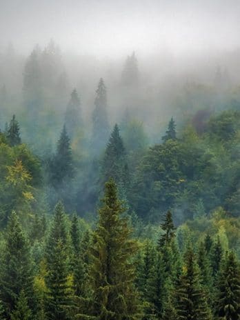 Fotobehang – 009.64 Misty Forest