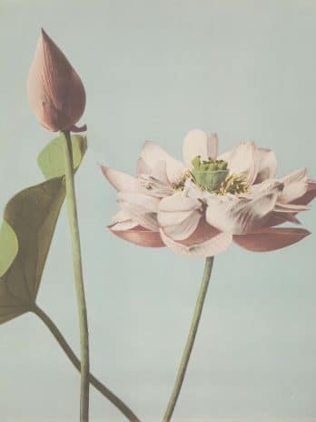 Fotobehang – 029.45 Lotusbloemen