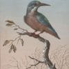 Fotobehang - 029.47 De ijsvogel - Afbeelding 2