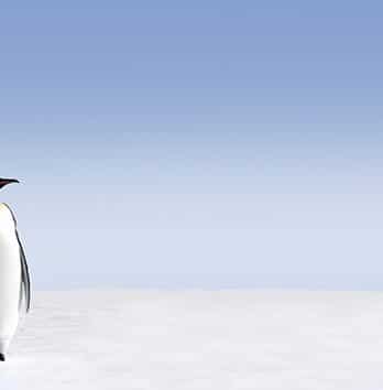 Fotobehang – 033.13 Pinguins