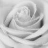 Fotobehang - 045.10 Flowerpower in white - Afbeelding 2