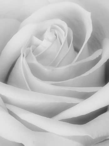 Fotobehang – 045.10 Flowerpower in white