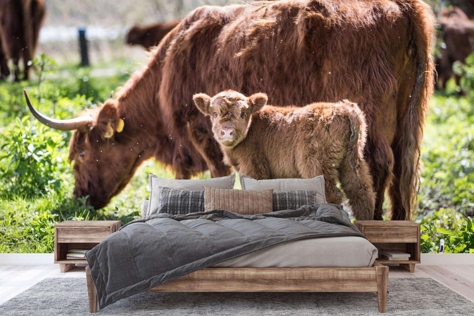 Schotse Hooglander met Kalf