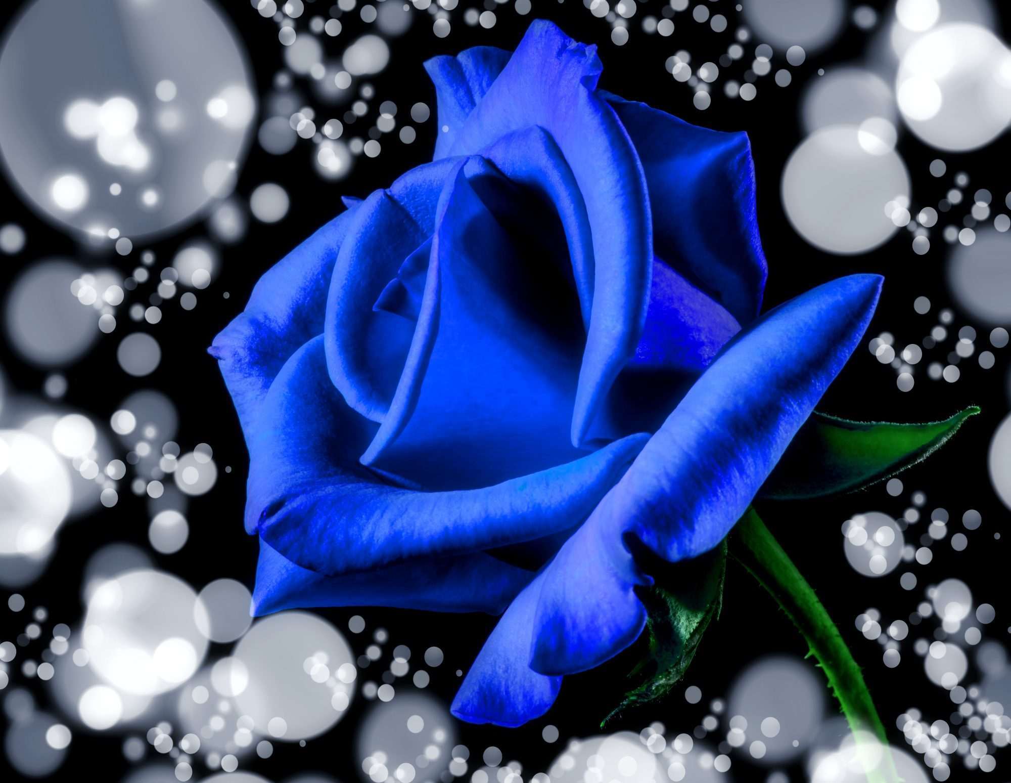 Rozen