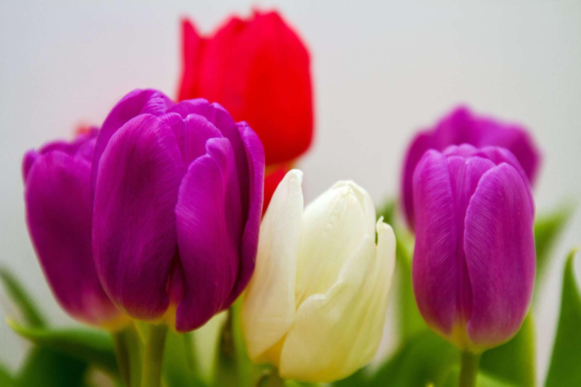 Tulpen