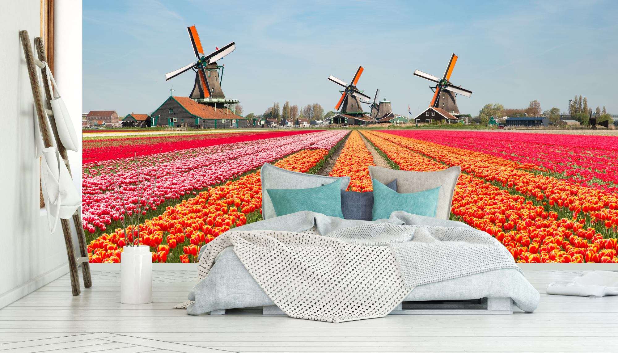 Tulpenveld met Molens in Nederland