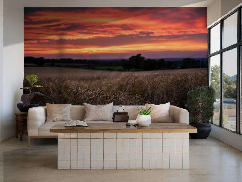 Rijp Tarweveld onder Zomerse Lucht