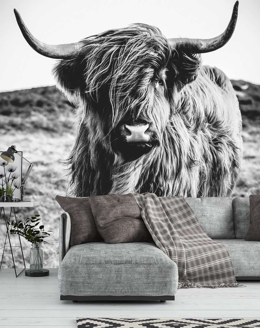 Schotse Hooglander Zwart-Wit Portret