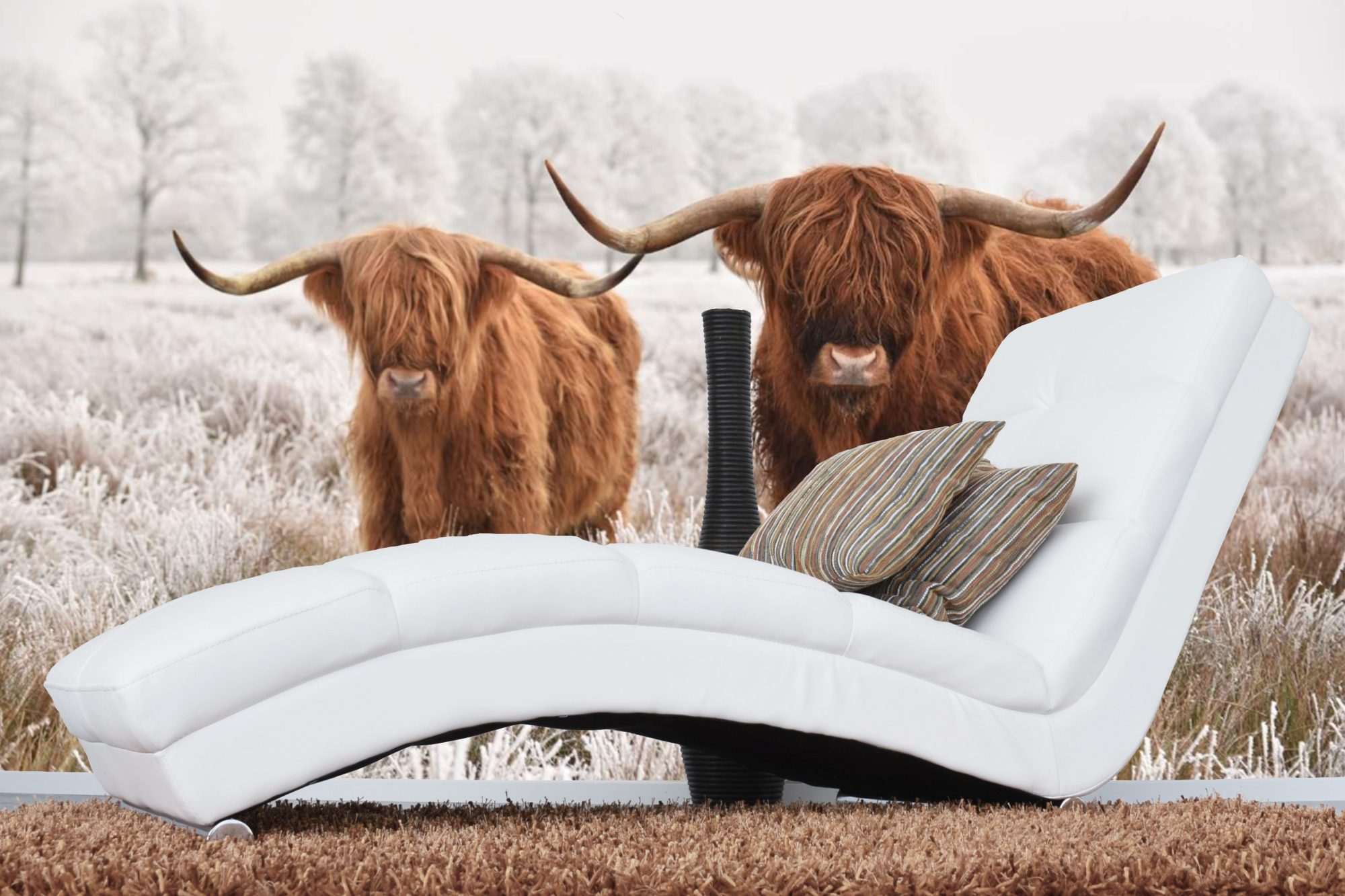 Schotse Hooglanders in Winterlandschap