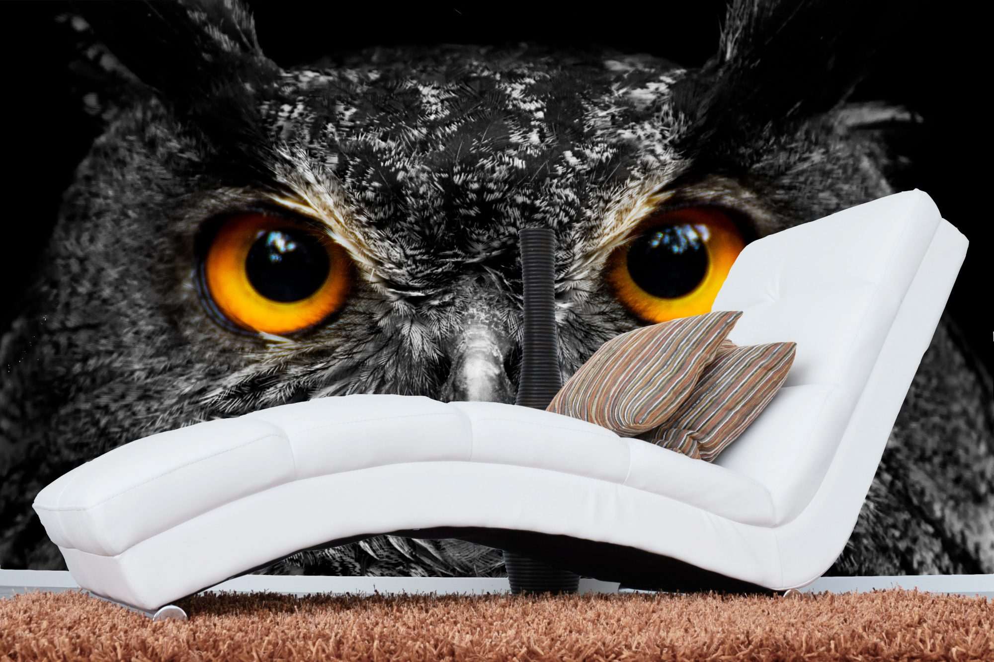 Uil Zwart-Wit Ogen Close-up