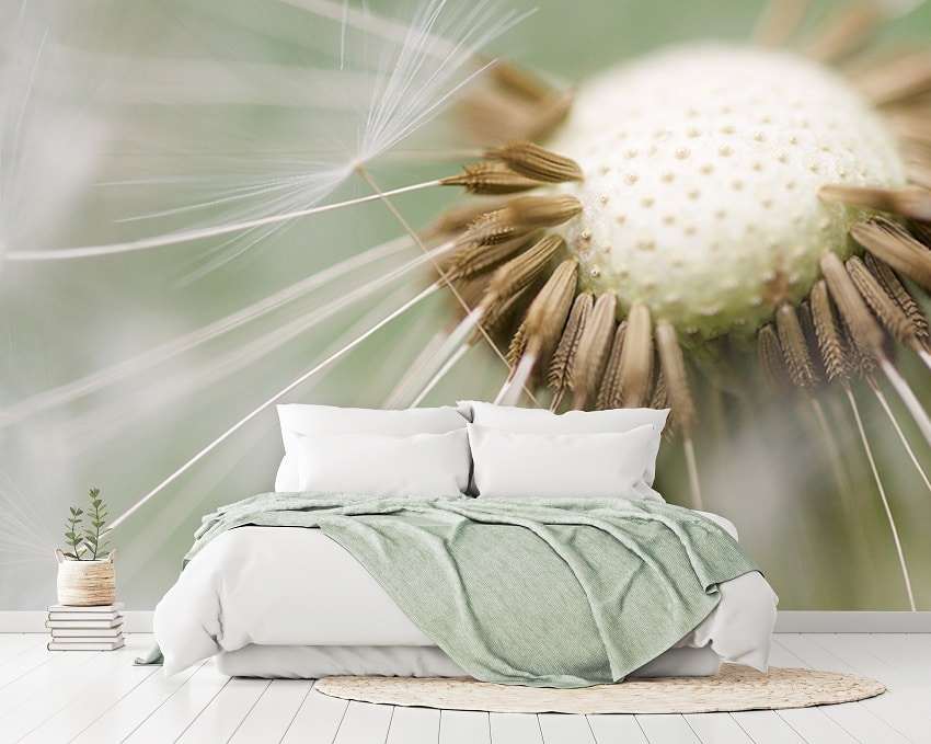 Fotobehang Uitgebloeide Paardenbloem – Zachte Macro Bloem